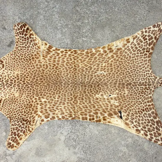 An old leopard skin rug