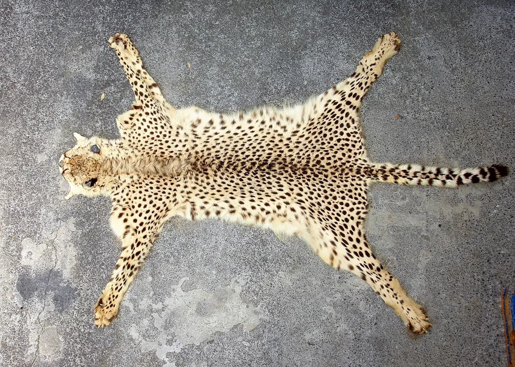 A vintage leopard skin rug Image 1++
