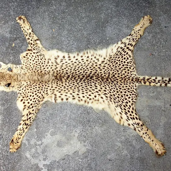 A vintage leopard skin rug