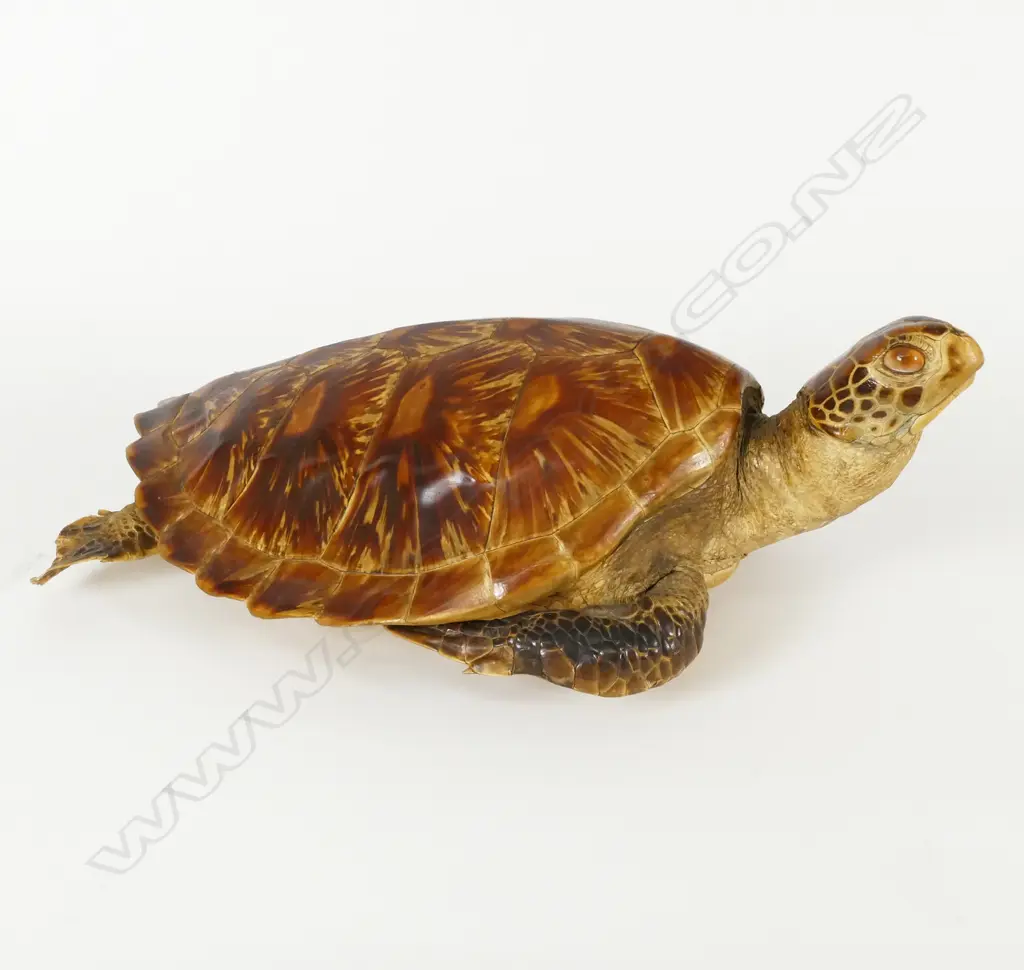 A vintage taxidermy turtle Image 1++