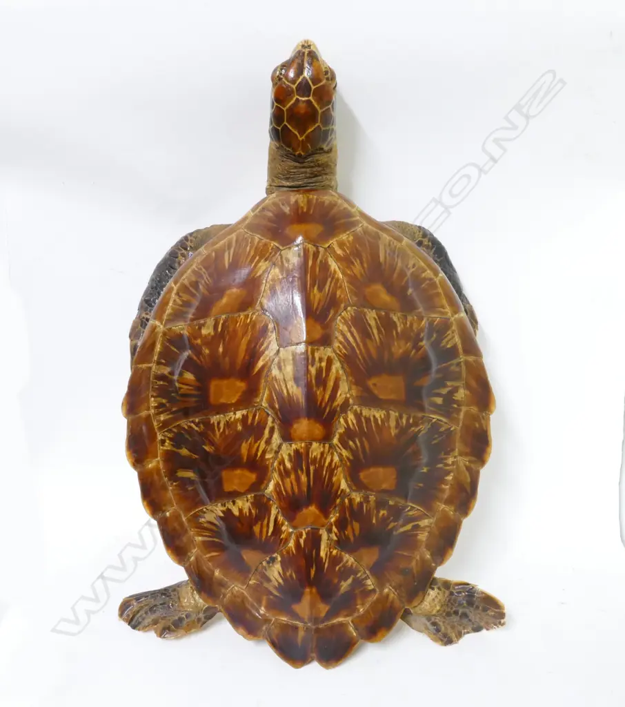 A vintage taxidermy turtle Image 1++