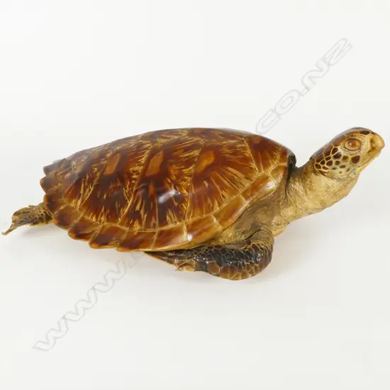 A vintage taxidermy turtle