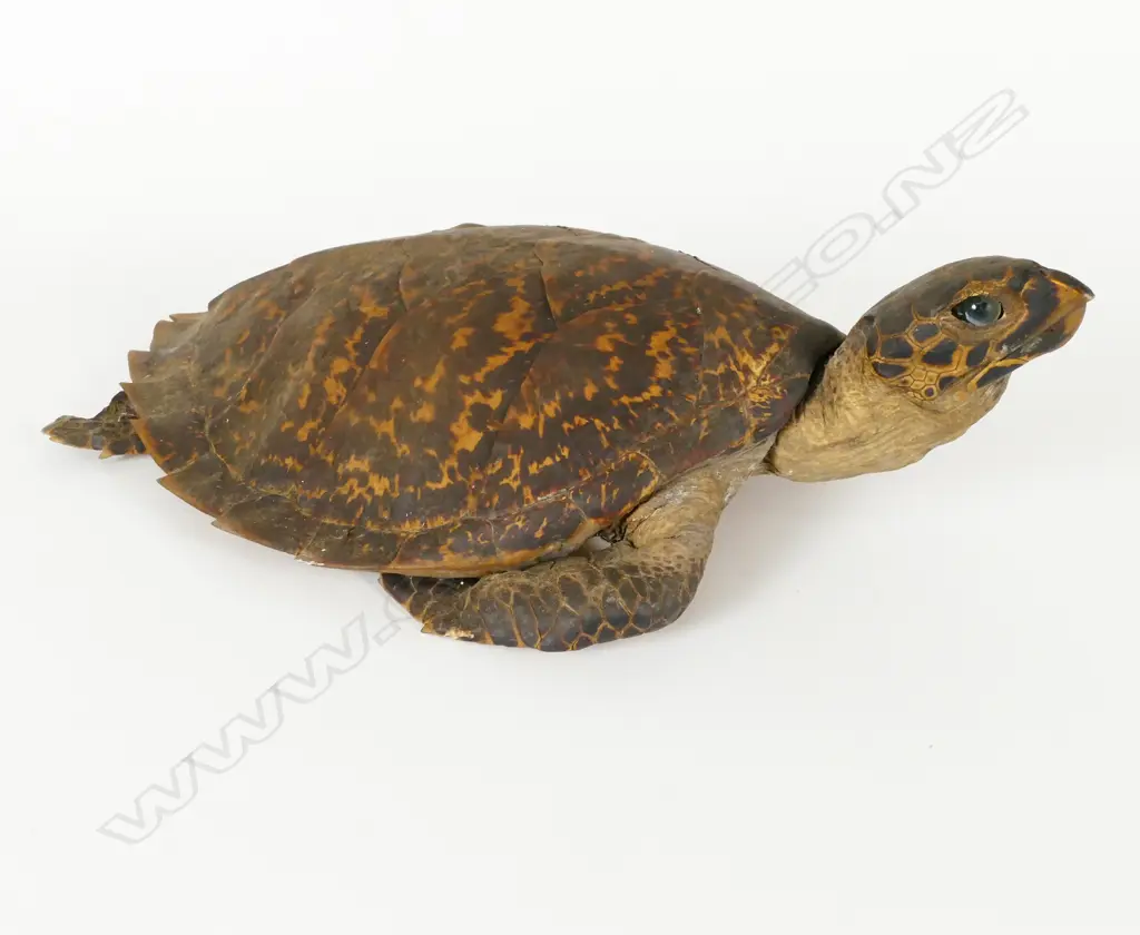 A vintage taxidermy turtle Image 1++