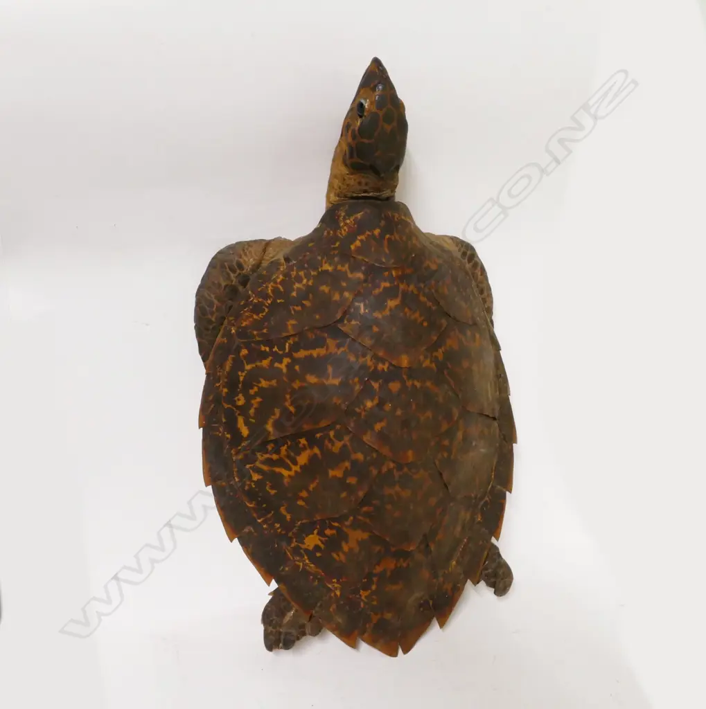 A vintage taxidermy turtle Image 1++