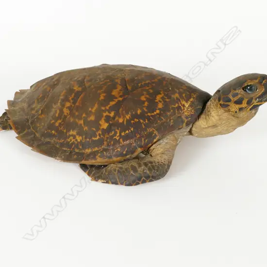 A vintage taxidermy turtle