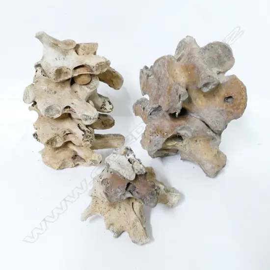 A collection of eight moa vertebrae bones
